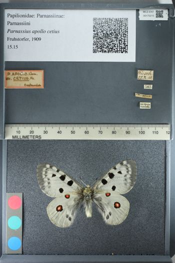 Media type: image;   Entomology 175215